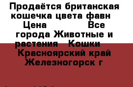 Продаётся британская кошечка цвета фавн › Цена ­ 10 000 - Все города Животные и растения » Кошки   . Красноярский край,Железногорск г.